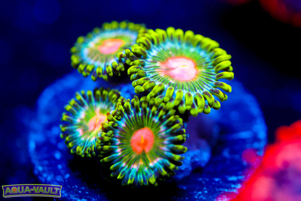 TSA Miami Hurrican Zoa