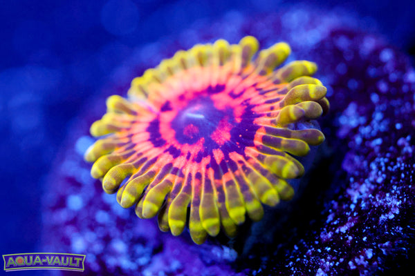 OG Hallucination Zoa