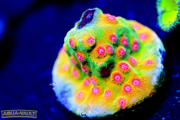 CV Dip n' Dots Cyphastrea