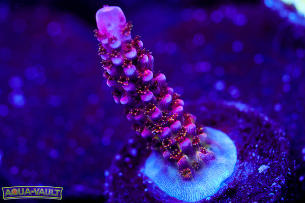 PC Rainbow Acro