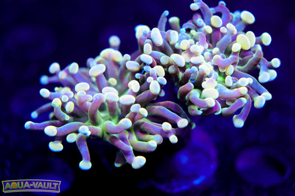 Rainbow Branching Hammer
