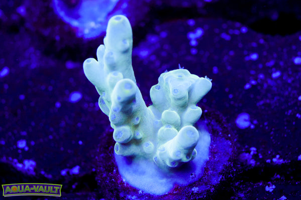 Raising Reef Blue Thunder Acro
