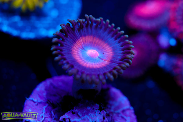OG Miami Vice Zoa