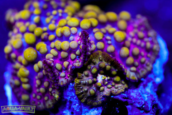 Lava Lamp Mushroom + Baby