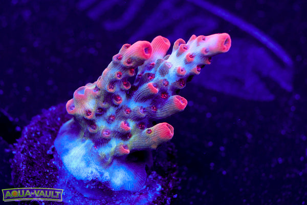 CB Maleficent Acro