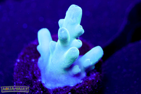 Raising Reef Blue Thunder Acro