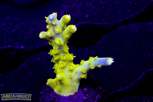 Paletta Pink Tip Acro