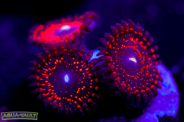 Luminati Zoa