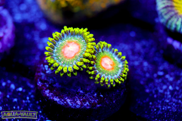 TSA Miami Hurricane Zoa