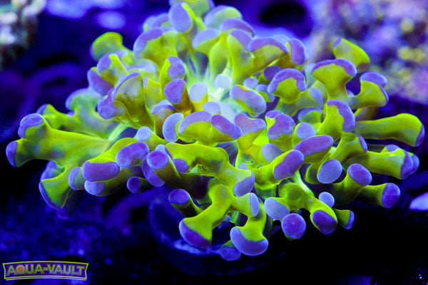 Purple Tip Green Frogspawn