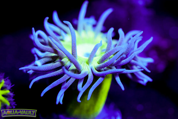Neon Stem Duncan