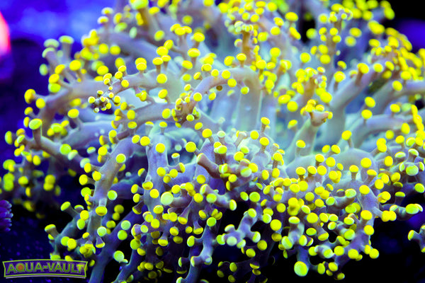 Yellow Frogspawn