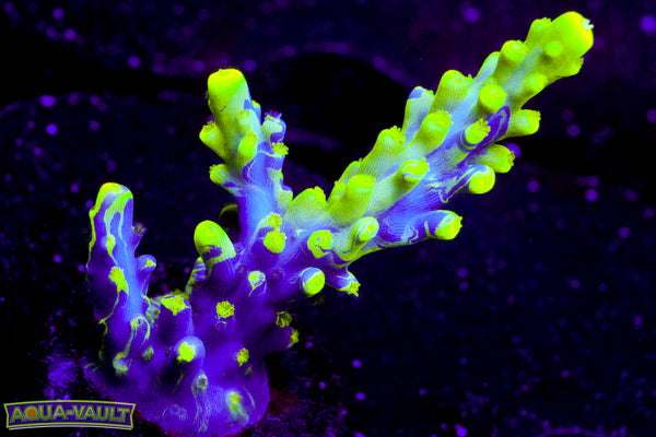 UW Oompa Loompa Splice Acro