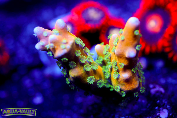 RRC Tropicana Anacropora