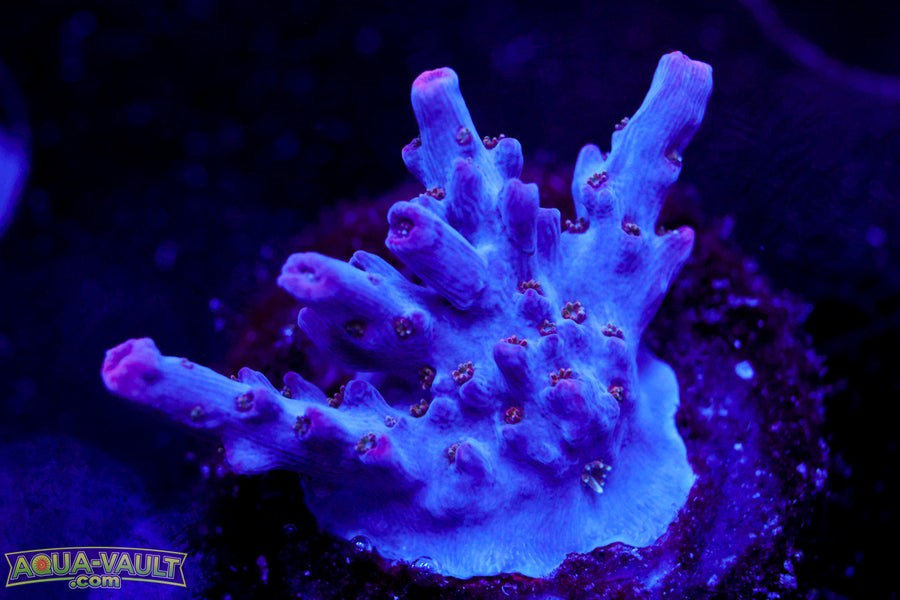 BC Fire Polyp Table Acro