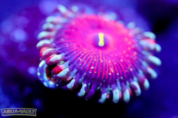 Salted Agave Zoa