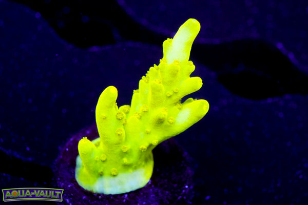 Banana Lokani Acro