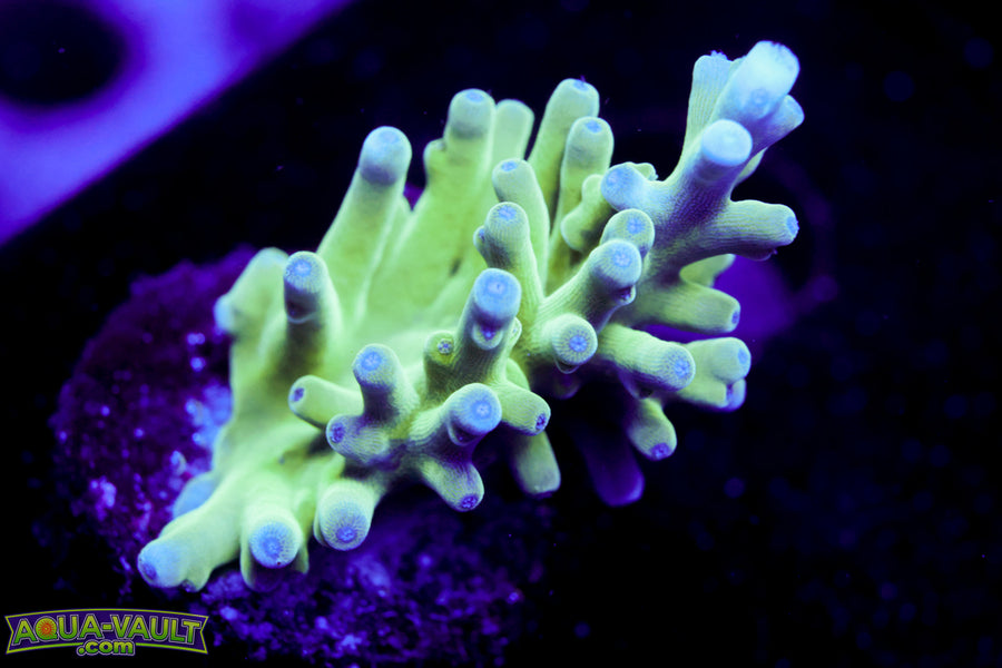 Blue Smooth Skin Acro Turaki