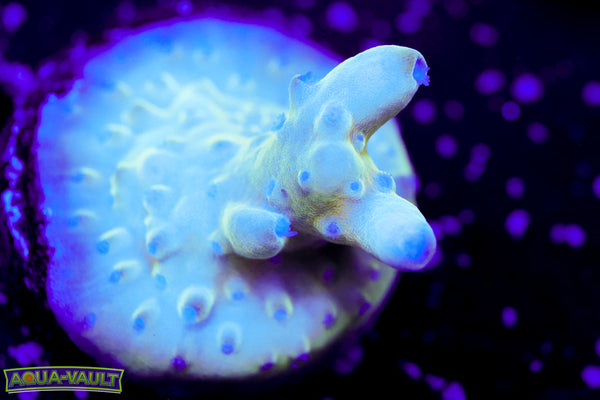 Raising Reef Blue Thunder Acro