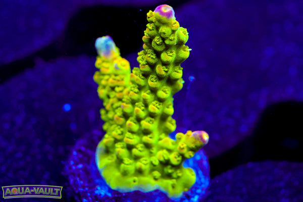 RR Rainbow Loom Acro