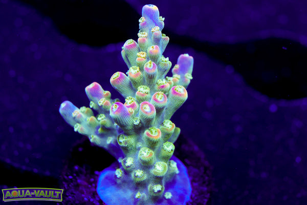 JF Shocktart Acro