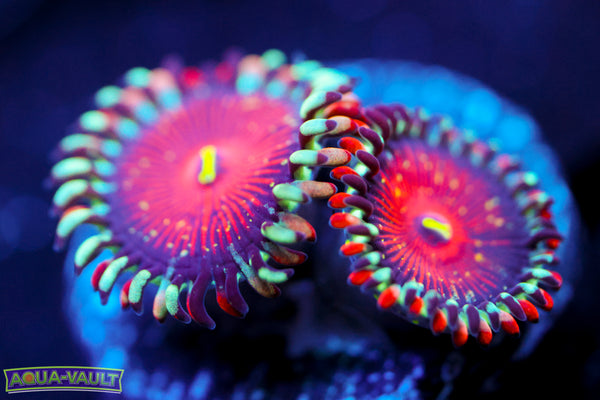 Salted Agave Zoa