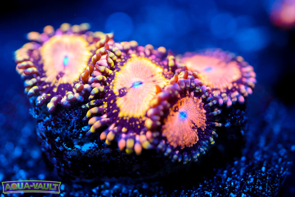 TSA Space Leapard Zoa