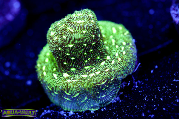 Frogskin Lepto