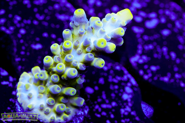 Nick's Purple Passion Acro