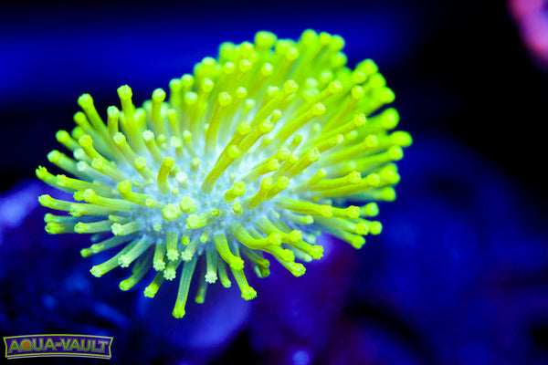 Neon Toadstool Leather