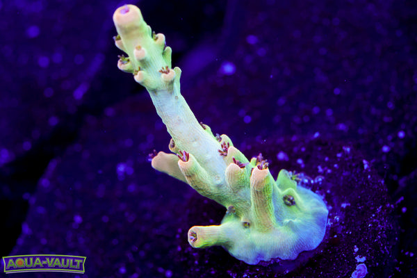 Greg’s Unicorn Acro