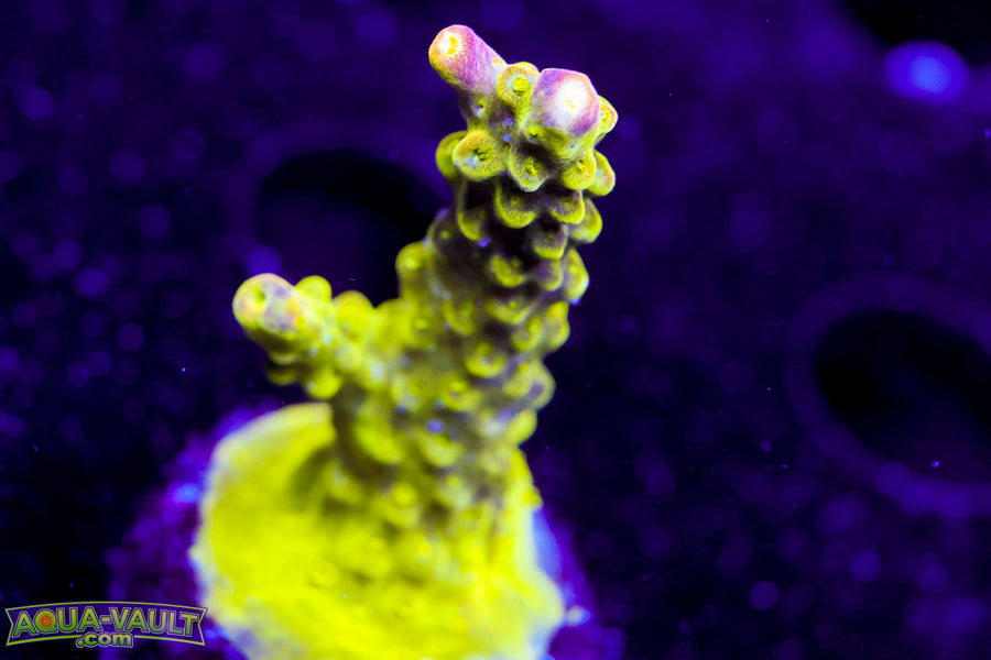 Paletta Pink Tip Acro