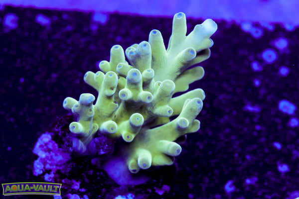 Hawkins Echinata