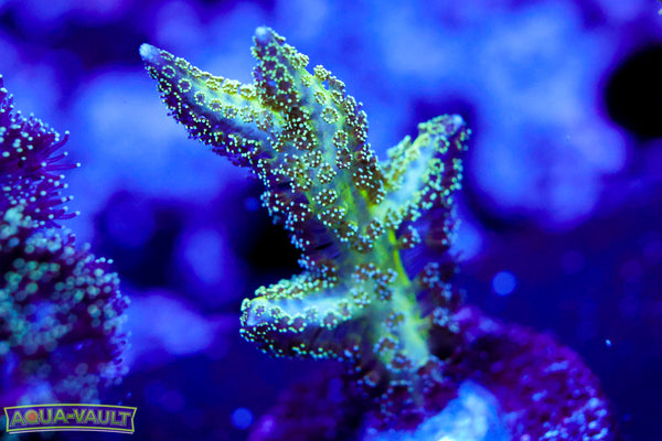 Green Seriatapora
