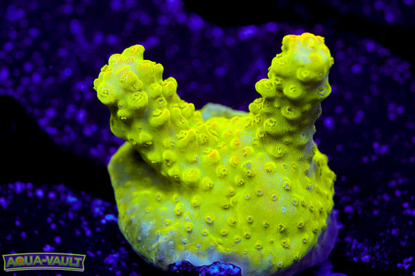 RR Rainbow Loom Acro