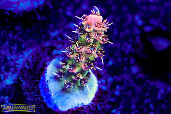 Raising Reef Prismatic Milli
