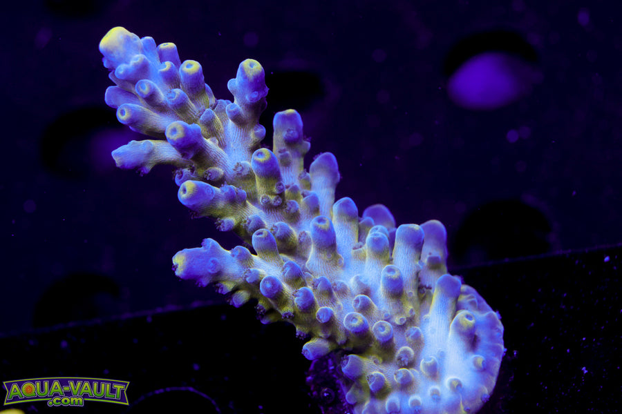 Nick's Purple Passion Acro