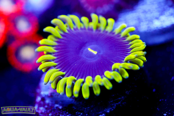 CV Tree House Zoa