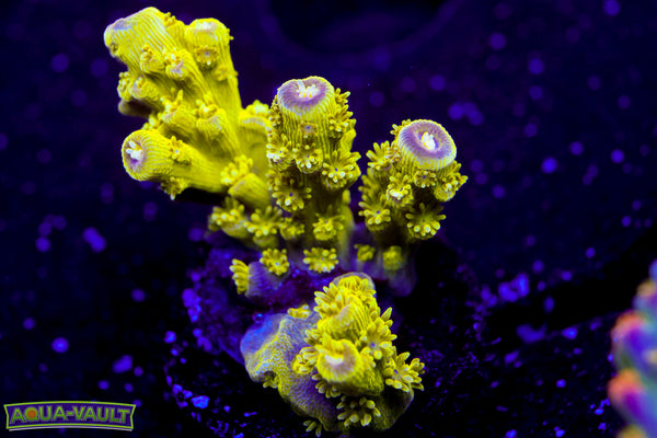 AV99 Orange Crush Acro