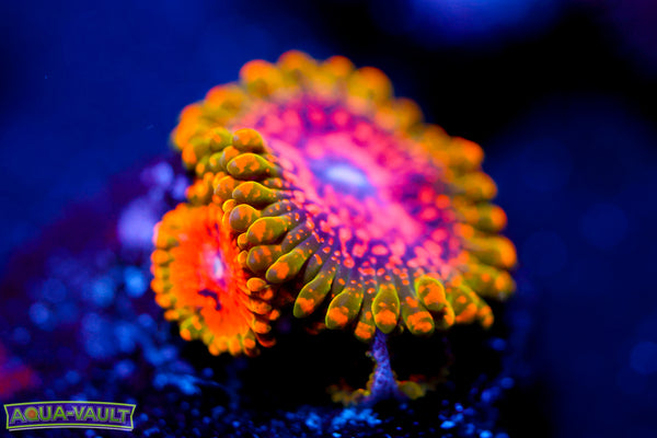 Grand Master Krak Zoa