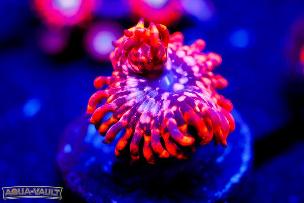 Utter Chaos Zoa