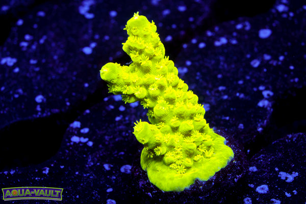 Neon Slimmer Acro