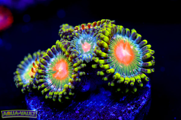 TSA Miami Hurricane Zoa