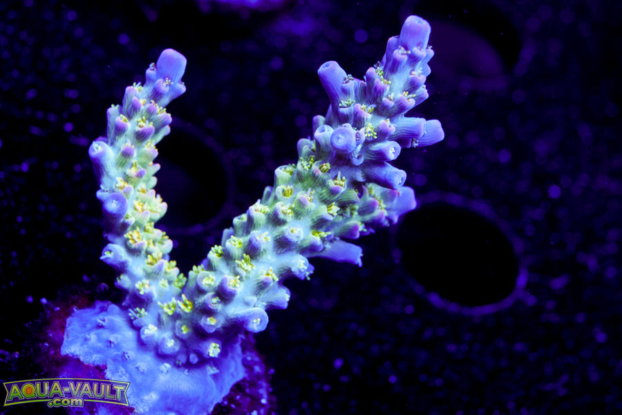 TCK Pink Bear Acro