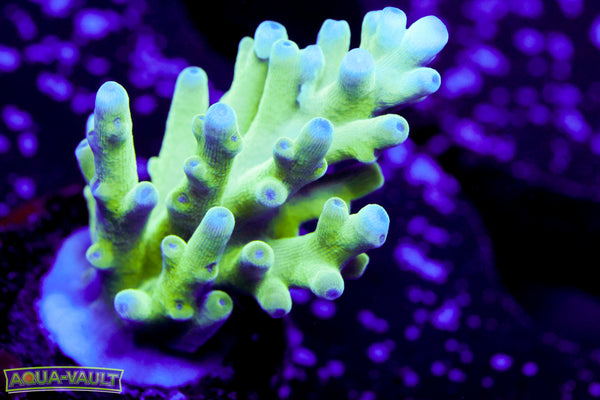 Hawkins Acropora echinata