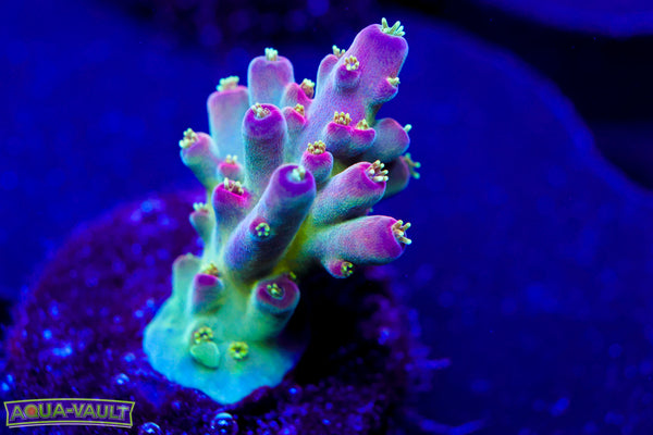 BC Cricket Spine Acro