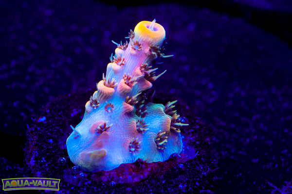 Raising Reef Prismatic Milli