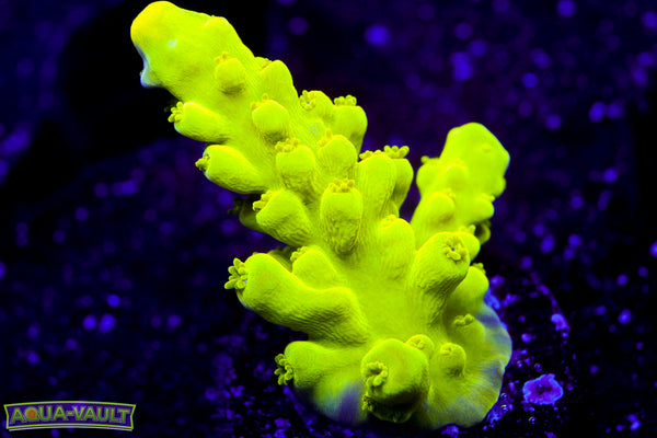 CV Green Lantern Stag Acro