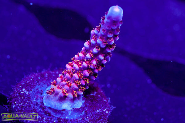 PC Rainbow Acro