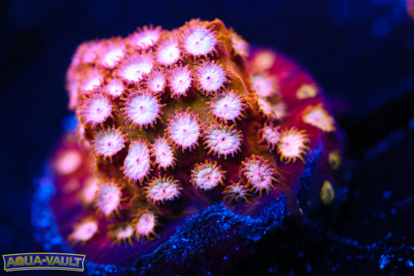Marvel Cyphastrea